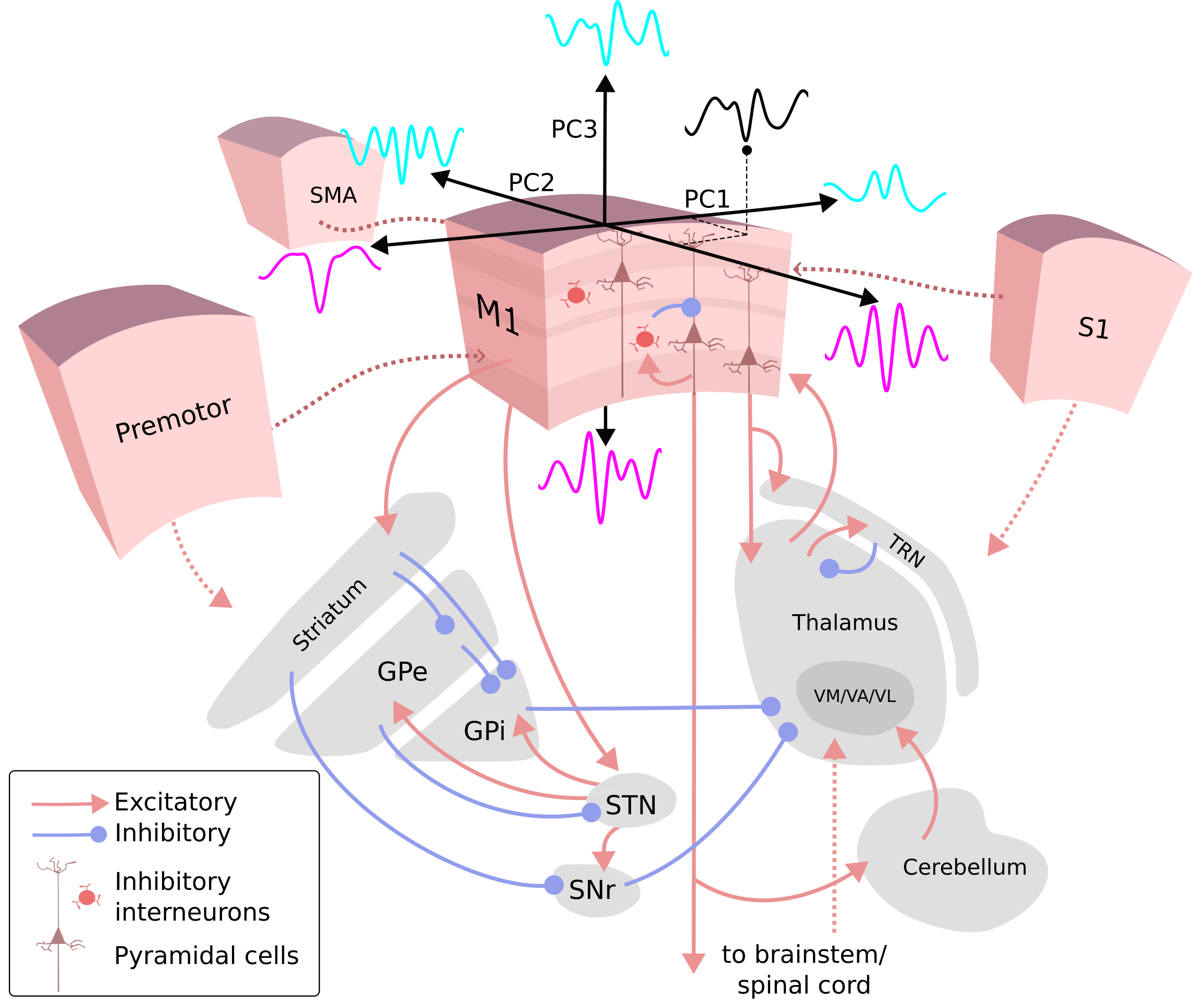 Development of sensorimotor beta bursts in human infants | Holly Rayson