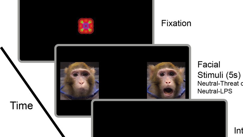 Early social adversity modulates the relation between attention biases and socioemotional behaviour in juvenile macaques