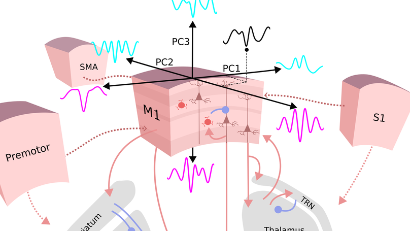 Beta Burst Waveform Diversity: A Window onto Cortical Computation